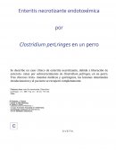 Enteritis necrotizante endotoxémica por Clostridium perfringes en un perro
