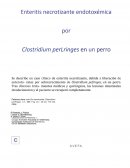 Enteritis necrotizante endotoxémica por Clostridium perfringes en un perro