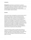 Las estrategias metacognitivas