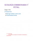ECOLOGÍA EMBRIONARIA Y FETAL