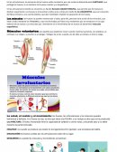 Ciencias Naturales – Ajedrez- Educación Física