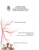 Estructura Anatómica Humana