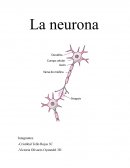 Estructura de la neurona