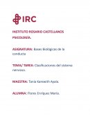 Clasificaciones del sistema nervioso