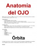 Anatomia del ojo