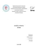 DESARROLLO PRENATAL INFORME