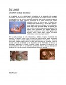 ONFALOCELE EMBRIOLOGÍA