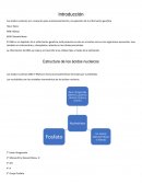 Los ácidos nucleicos son necesarios para el almacenamiento y la expresión de la información genética