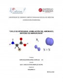 CICLO DE NÍTROGENO, ASIMILACIÓN DEL AMONIACO, SÍNTESIS DE AMINOÁCIDOS