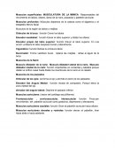 MUSCULATURA DE LA MIMICA