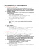 Estructura y función del musculo esquelético