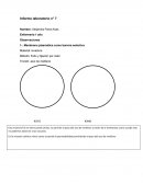 Informe laboratorio n° 7 Observaciones levadura