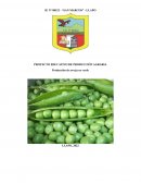 PROYECTO EDUCATIVO DE PRODUCCIÓN AGRARIA “Producción de arveja en verde”