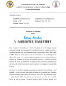 Rosas azules trasngénicas