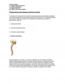 Protecciones del sistema nervioso central