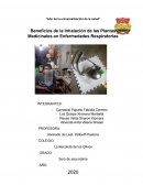 Beneficios de la Inhalación de las Plantas Medicinales en Enfermedades Respiratorias