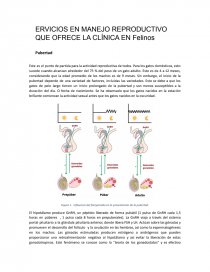 SERVICIOS EN MANEJO REPRODUCTIVO QUE OFRECE LA CLÍNICA EN Felinos. Página 1