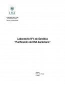 Laboratorio N°4 de Genética “Purificación de DNA bacteriano”
