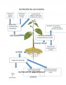 Nutricion de las plantas y animales
