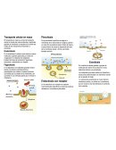 Transporte celular en masa