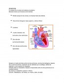 Anatomia. El corazón es el centro del sistema circulatorio