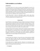 Enfermedades en avicultura