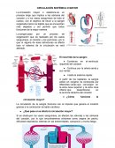 CIRCULACION SISTEMICA Y PULMONAR