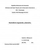 Hemisferio izquierdo y derecho