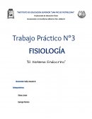 Sistema endocrino