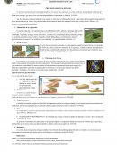 Procesos gravitacionales