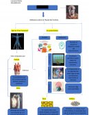 Cuadro sinoptico sobre Aristoteles