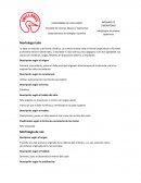 Plantas Morfología tallo