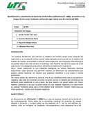 Identificación y aislamiento de bacterias Escherichia coli(Escherich T. 1885)