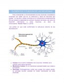 ELEMENTOS Y FUNCION DE LAS NEURONAS