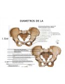 Diametros de la pelvis