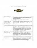 Fletantes (Reinhardtius hippoglossoides 0302.21.00.00)