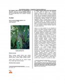 Eucalipto herba medicinal