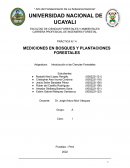 Plantaciones y mediciones forestales