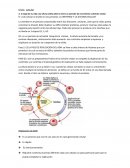Ciclo Celular