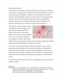 Bacteria Enterococcus faecalis