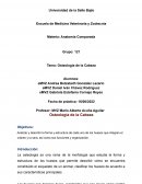 Osteología de la Cabeza