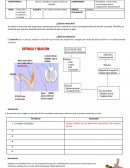 Reacción y estímulos acústicos y visuales