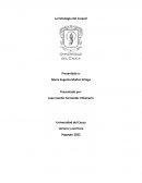 La Estrategia del Caracol