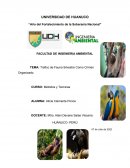 Trafico de Fauna Silvestre Como Crimen Organizado