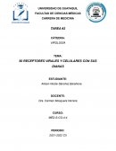 50 receptores virales y celulares con sus dianas