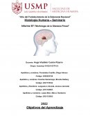 Informe S7:"Morfología de la Glándula Pineal"