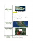 Pez blanco (Menidia estor)