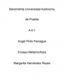 Ensayo-Metamorfosis
