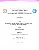PROMOCIÓN Y PROTECCIÓN DE LA SALUD DE ANIMALES DE COMPAÑÍA Y TRABAJO EN EL PERÚ