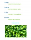 PRODUCCION DE ARVEJA